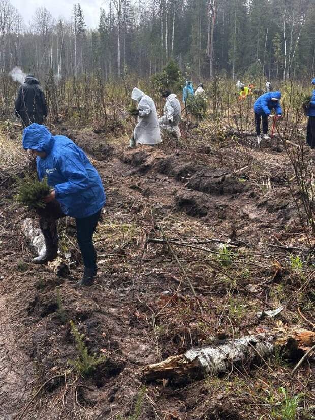 Молодые энергетики тверского филиала «Россети Центр» присоединились к эколого-патриотической акции «Сад памяти»