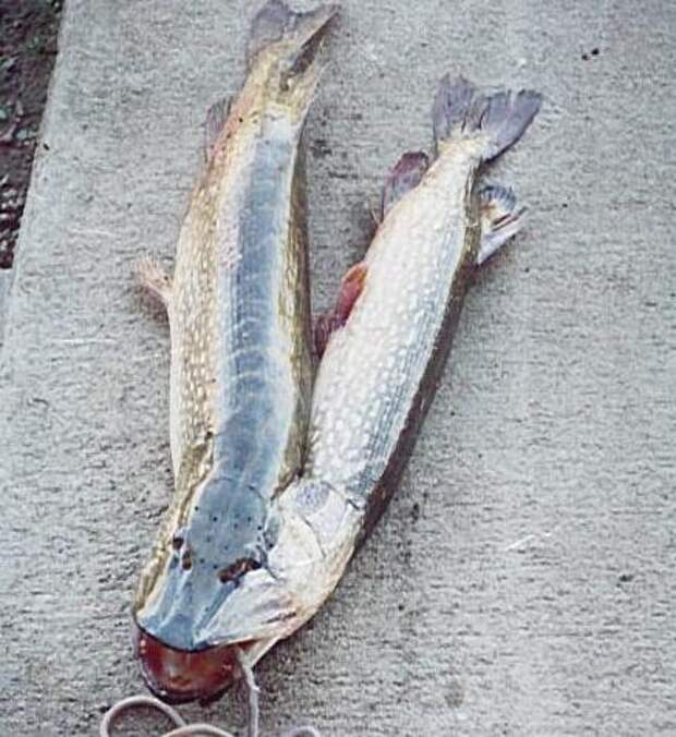 Рыбы-мутанты в наших реках