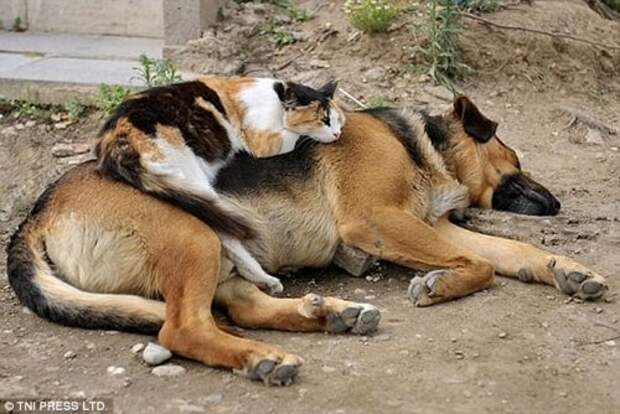 Кошки, заснувшие на собаках (28 фото)