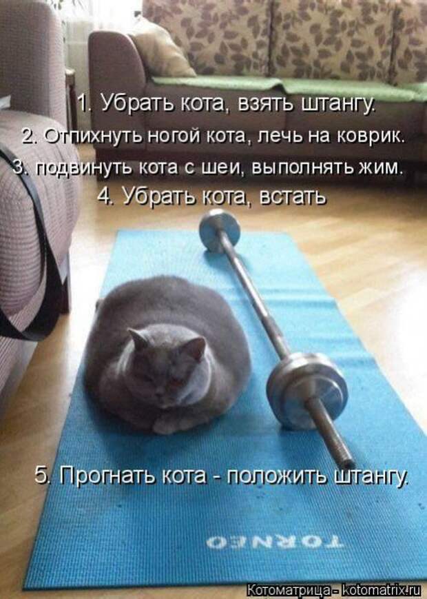 Котоматрицы (картинки с надписями)