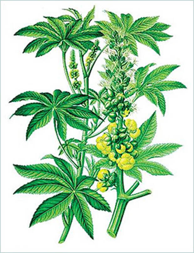 Клещевина (Ricinus communis)
