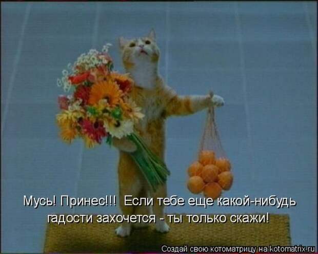 Лучшие котоматрицы недели