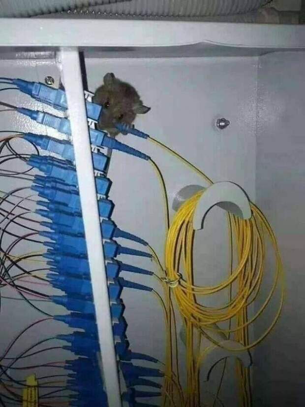 Мышь проводная