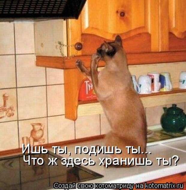 Свежая котоматрица (35 фото)