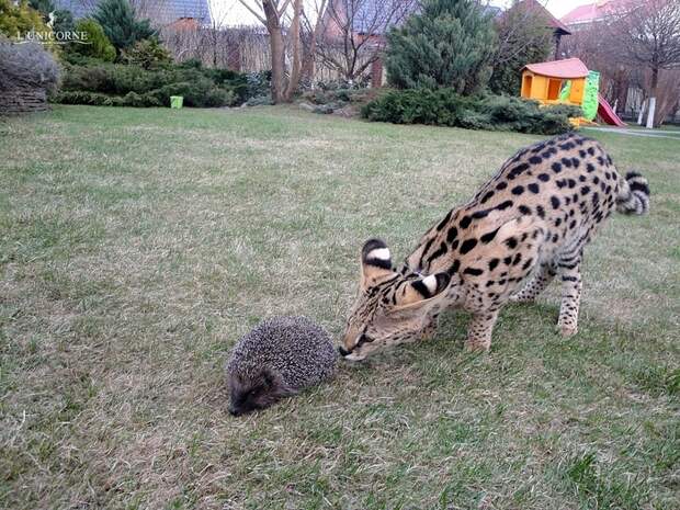 Взрослые домашние Сервалы(domestic Serval)