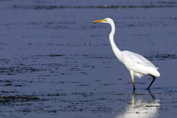 Редкую белую птицу с черными ногами спасли жители Чистой слободы