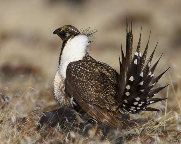 Шалфейный тетерев. (Pacific Southwest Region)