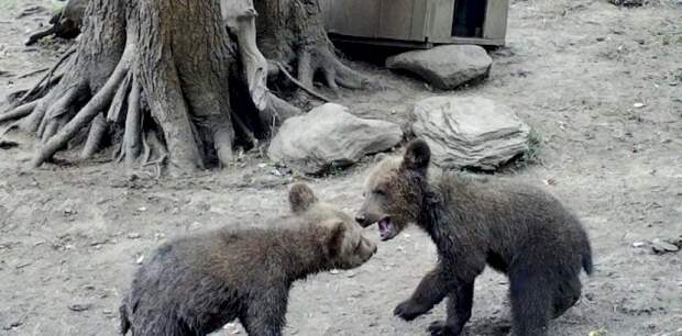 Дерутся и едят борщевик. Что стало с красноярскими медвежатами-сиротами на Алтае