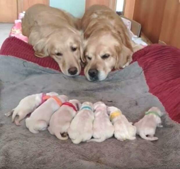 Добрые снимки с животными, которые растопят ваше сердце