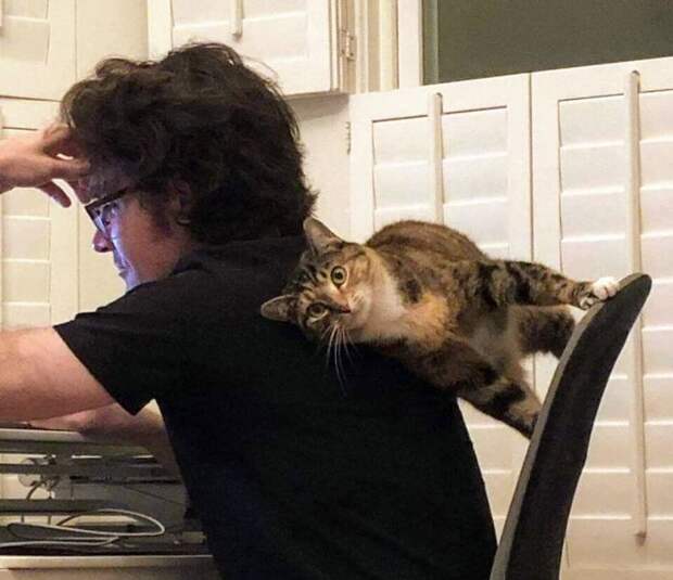 10 фото кошек, которые нарушили законы физики