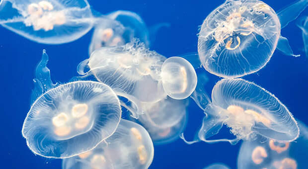 Если ужалила медуза: что можно и чего нельзя делать