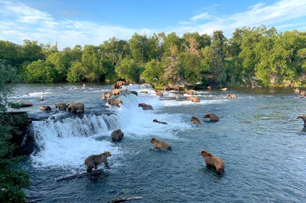 The Live Brooks Falls Bear Cam In Alaska Is Back And Better Than Ever