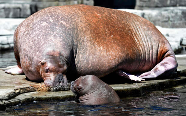 Самка моржа со своим четырехнедельным детёнышем в вольере Гамбургского зоопарка, Германия.