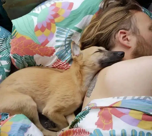 Питомцы, которые не знают границ когда, нравится, просто, смотрю, через, моюсь»«Это, просыпаюсь, достаточно, чтобы, занять, Иногда, стул»Когда, контролирует, питомцы, понятие, личных, границ, перестаёт, живут, огромны«Это