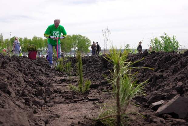Больше 12 тысяч сосен высадили во время акции "Семейный лес" в Новосибирской области