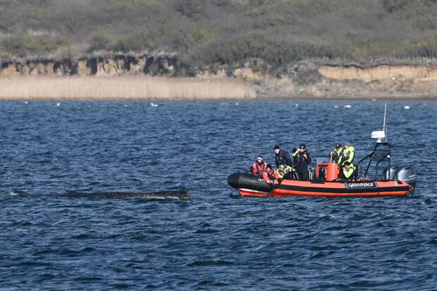 Молодой кит Тимми оказался на мели третий раз за неделю