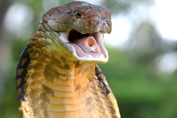 12 животных, чьи укусы могут иметь серьезные последствия для нашего здоровья