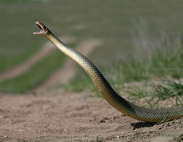 Как сфотографировать самую большую змею Европы — желтобрюхого полоза 