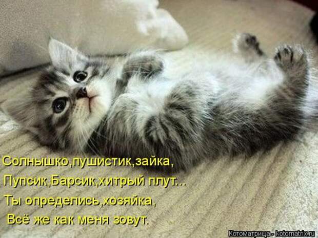 Лучшие котоматрицы недели