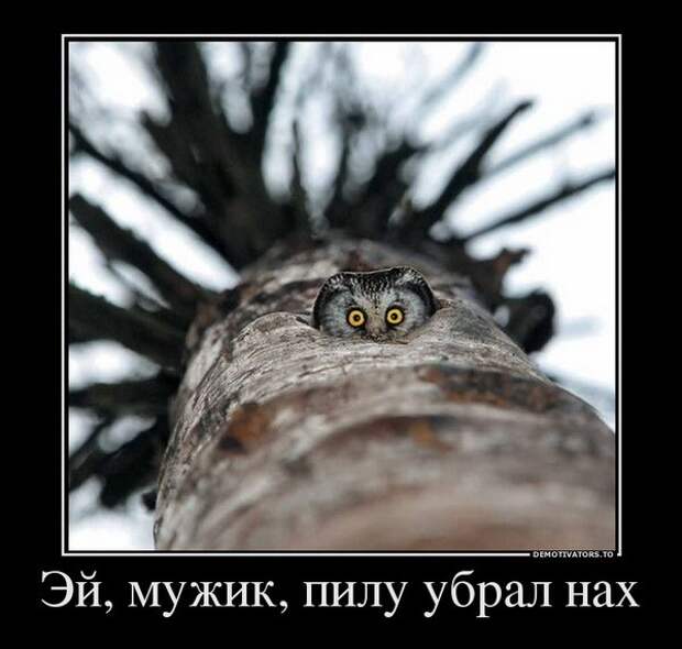 Демотиваторы и мотиваторы. Демотиваторы и веселые картинки_23-03-2013 Демотиваторы и мотиваторы. Демотиваторы и веселые картинки_23-03-2013
