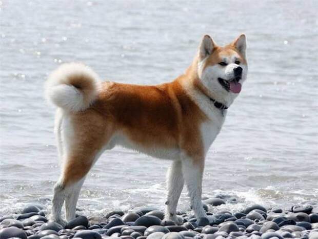 Akita