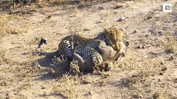 Хорошо замаскировавшемуся леопарду удалось добыть для себя детёныша бородавочника бородавочник, видео, добыча, животные, леопард, природа