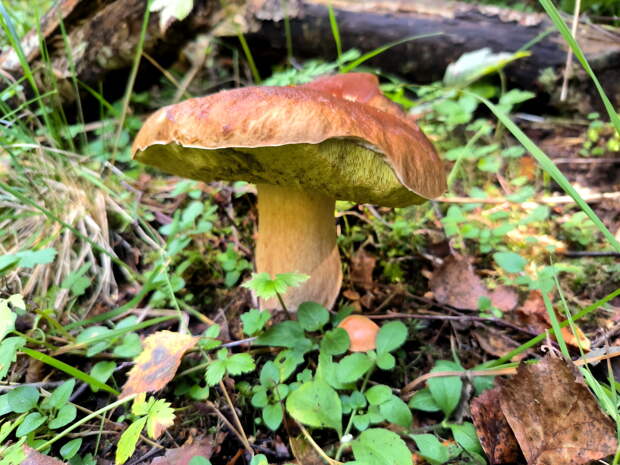 В Пермском крае появились первые съедобные грибы