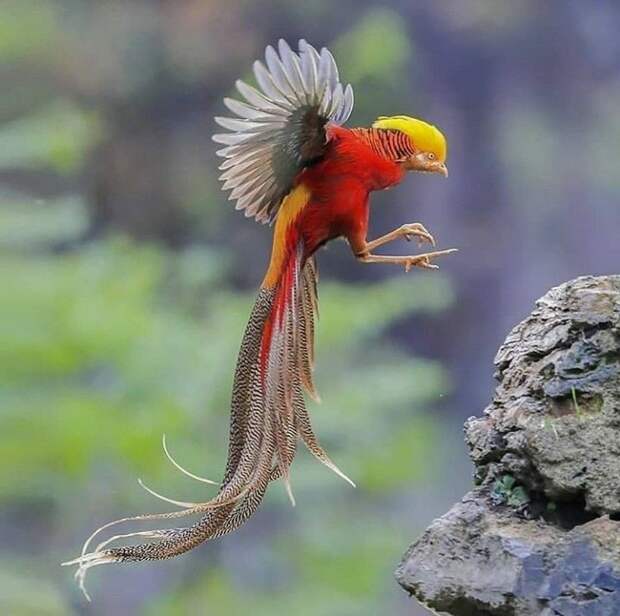 Золотистый фазан — самая красивая, но редкая и пугливая птица