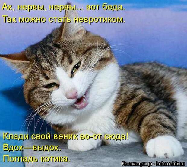 Лучшие котоматрицы недели (50 фото)