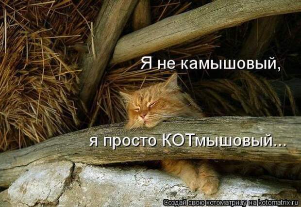 Котоматрицы (картинки с надписями)