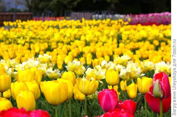 Цветут желтые тюльпаны, фото автора