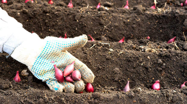 Когда сажать и сеять лук в апреле и мае 2026 года: благоприятные дни по лунному календарю