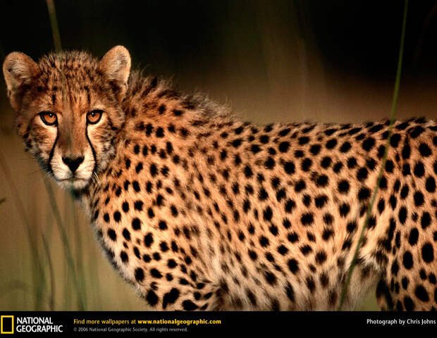 Гепард или просто самое быстрое наземное животное