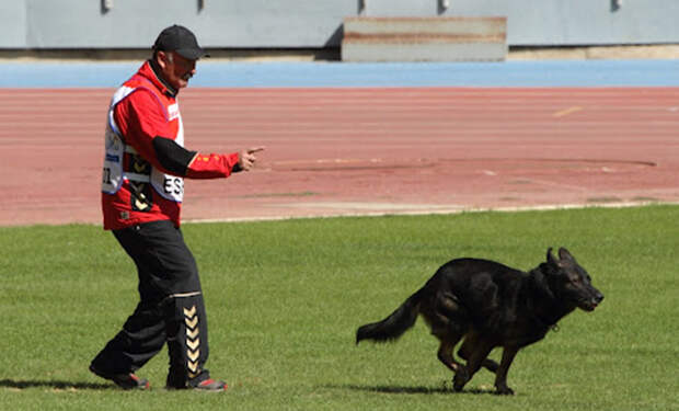 Мужчина пришел на тренировку на стадион и увидел, что там уже занимаются спортом собаки: видео