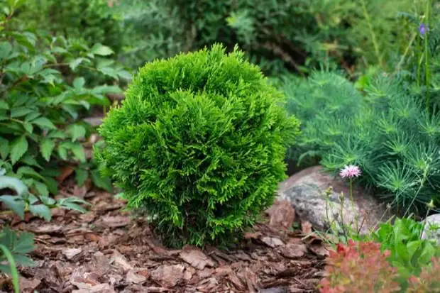 Роскошный сад на вашем участке: 15 универсальных приемов