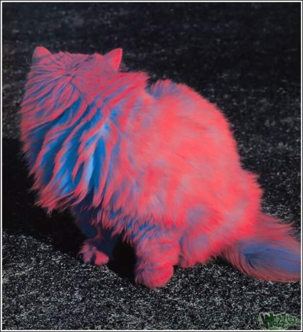 Новая мода - разноцветные коты (46 фото)