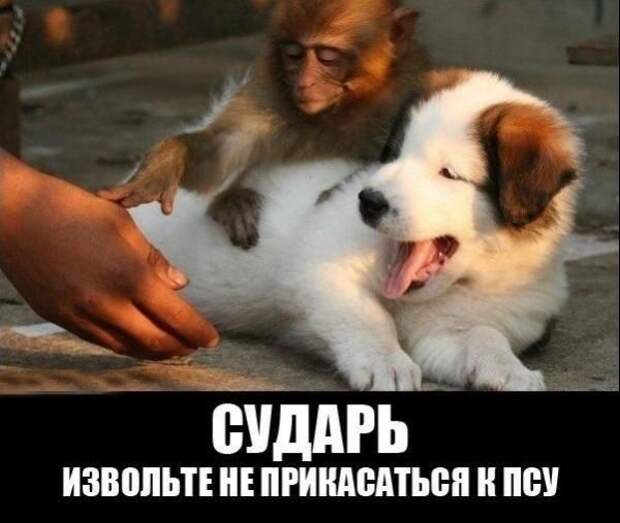 прикол, животные собаки