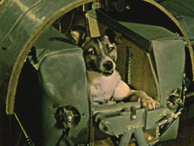 14-laika