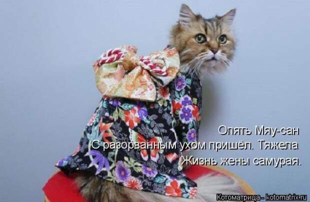 Лучшие котоматрицы недели (50 фото)