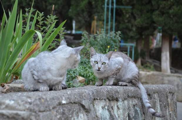 Очень колоритные уличные коты бездомные, город, кот, кошка, улица, уличные кошки, эстетика