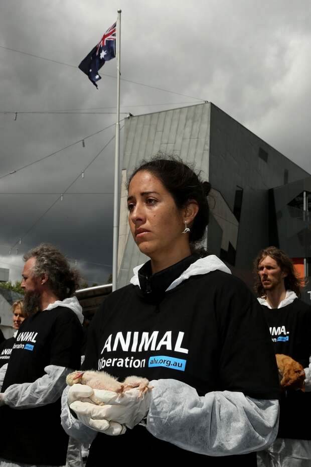 Акция защитников животных с участием 200 мертвых животных
