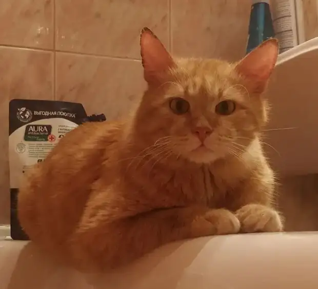 Питомцы, которые не знают границ когда, нравится, просто, смотрю, через, моюсь»«Это, просыпаюсь, достаточно, чтобы, занять, Иногда, стул»Когда, контролирует, питомцы, понятие, личных, границ, перестаёт, живут, огромны«Это