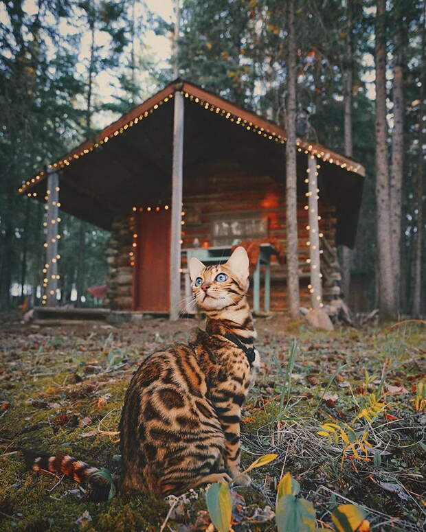 Кошка, которая путешествует больше каждого из нас Кошка, которая путешествует больше каждого из нас