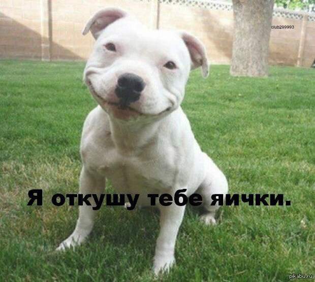 прикол, животные собаки