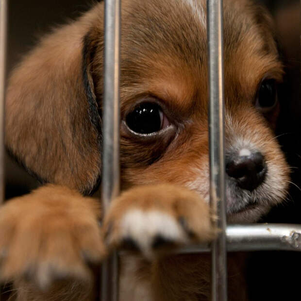 Их нравы: В Британии арестовали щенка, укусившего полицейского (+ФОТО, ВИДЕО)