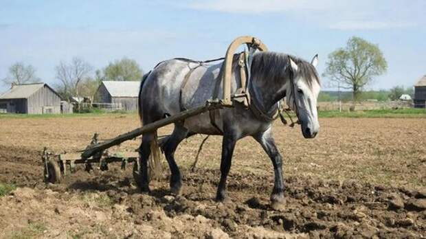 "Эвелина, можете работать хоть 24 часа": В Сети жёстко ответили актрисе Блёданс, которая поддержала шестидневку