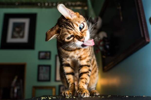 Коты и кошачья мята: вы еще не знаете, что такое кайф! животные, забавно, коты, кошачья мята, кошки, мило, смешно, фотоподборка
