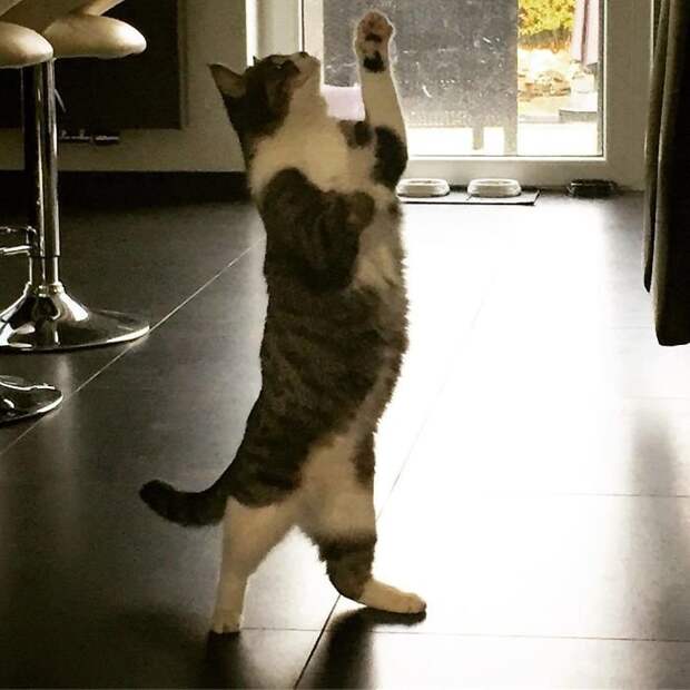 Танцующие коты заряжают позитивом