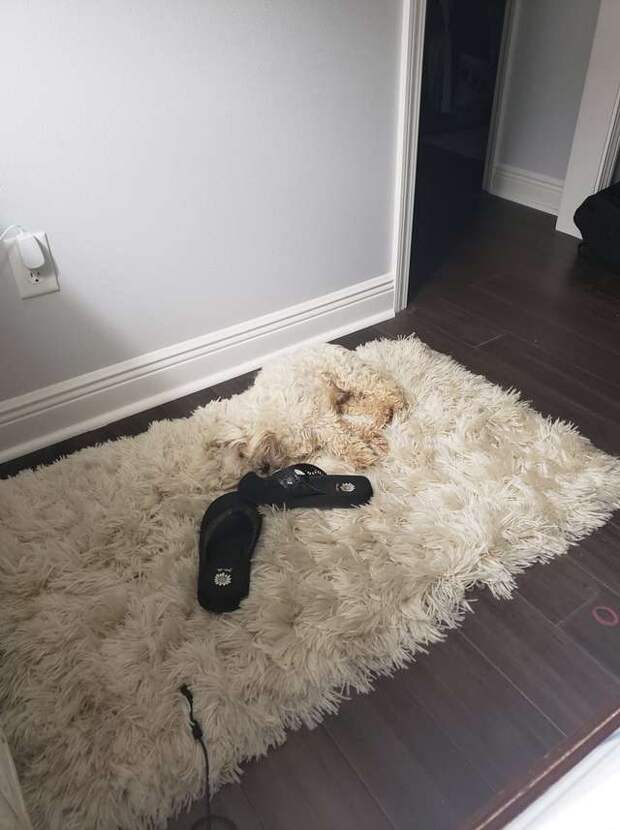 собака на коврике
