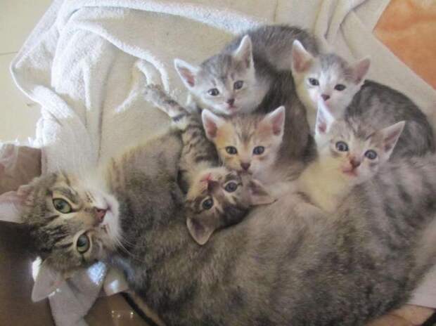 Гордые мамы-кошки, кошки со своими котятами 